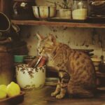 Why Does My Cat Keep Knocking Things Off My Kitchen Table