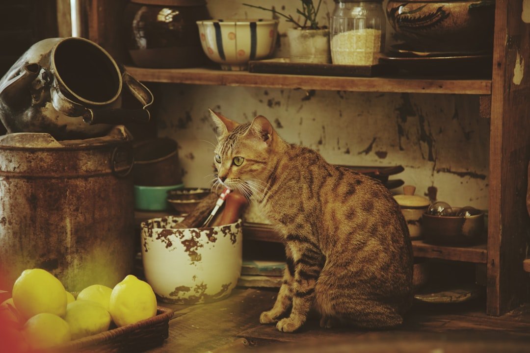 Why Does My Cat Keep Knocking Things Off My Kitchen Table