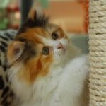 Why Scratching Posts Are Important For a House Cat