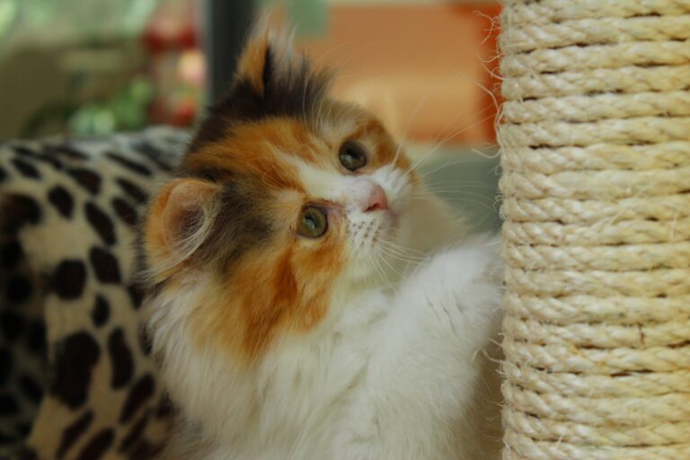 Why Scratching Posts Are Important For a House Cat