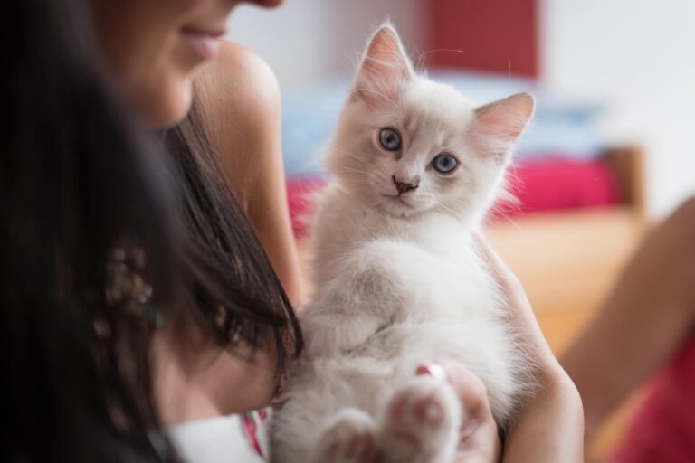 10 Ways Your Cat Shows You Love Beyond Purrs and Cuddles
