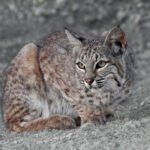 5 US States With the Most Bobcats