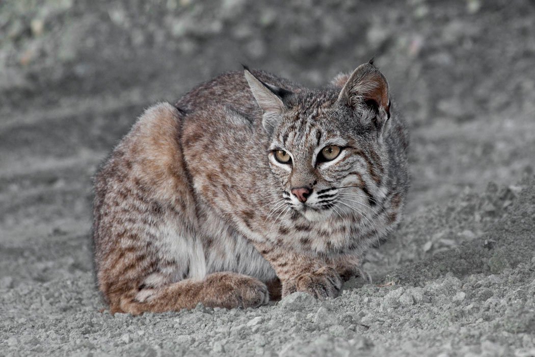 5 US States With the Most Bobcats