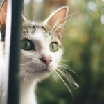 7 Ways Your Cat Secretly Guards Your Home (And 3 Ways They Rely on You)