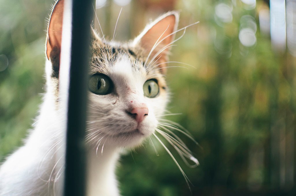 7 Ways Your Cat Secretly Guards Your Home (And 3 Ways They Rely on You)
