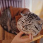 9 Purrfect Cat Behaviors That Mean 'I Love You' (And 4 Quirks That Mean 'I'm Content')