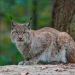 5 US States With the Most Lynx Sightings