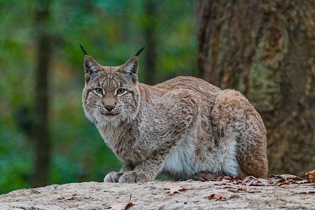 5 US States With the Most Lynx Sightings