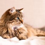 6 Cat Body Language Cues That Say 'I'm Happy Here' (And 4 That Mean 'Give Me Space')