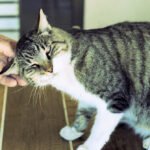 6 Signs Your Cat Enjoys Your Company (And 4 Times They Need Alone Time)