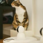 What Does It Mean When Your Cat Brings You a 'Present'?