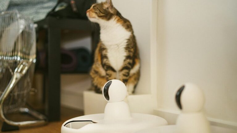 What Does It Mean When Your Cat Brings You a 'Present'?