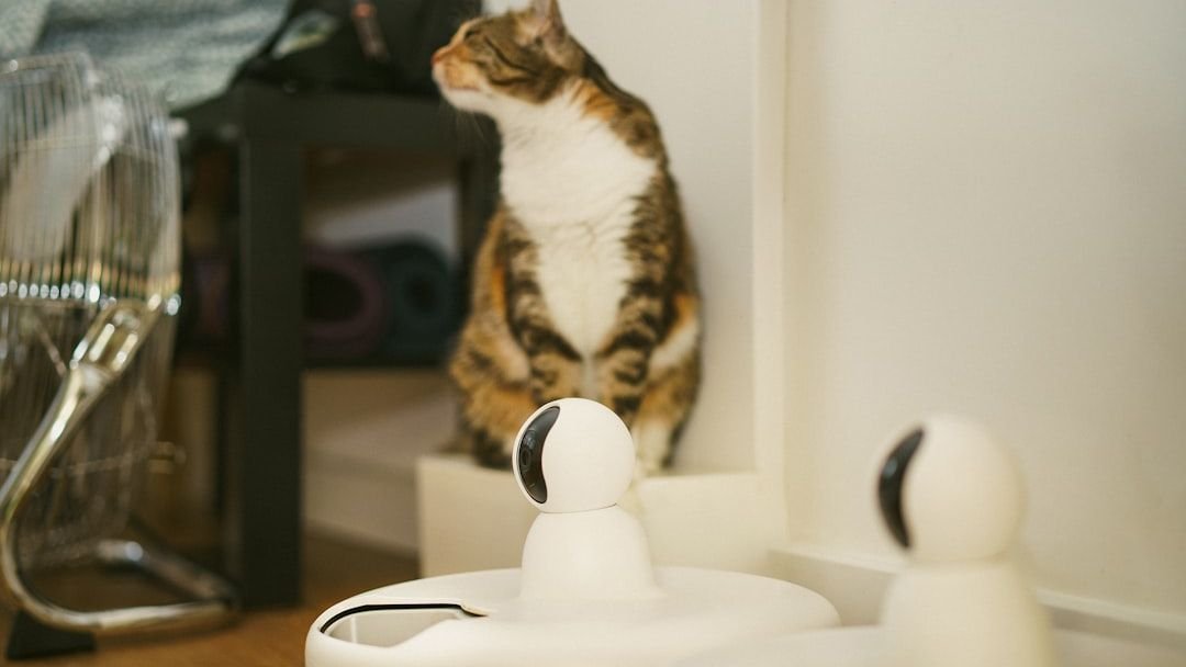 What Does It Mean When Your Cat Brings You a 'Present'?