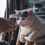 How Can You Tell If Your Cat Is Secretly a 'Talker'?