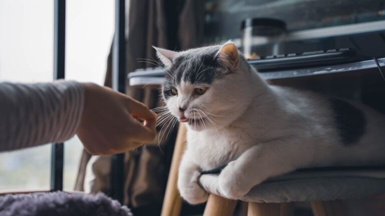 How Can You Tell If Your Cat Is Secretly a 'Talker'?