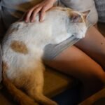 How Can You Tell If Your Cat Is Secretly a Lap Lover?