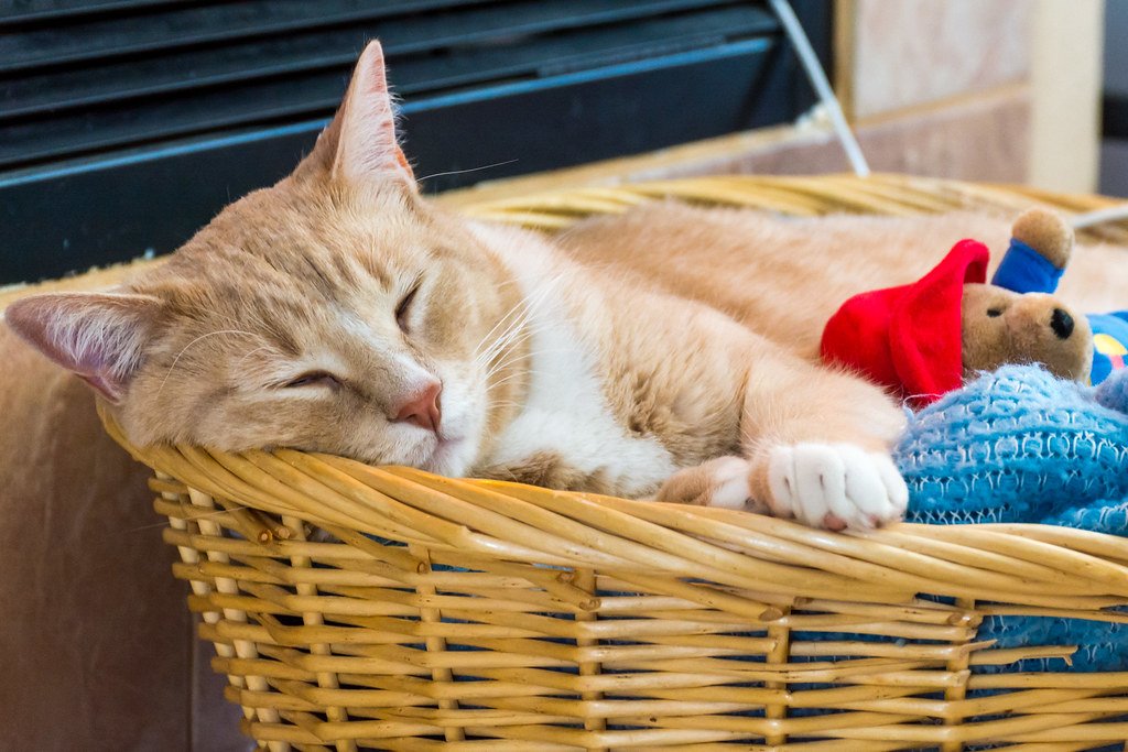 Why Does Your Cat Always Choose Your Laundry Basket for a Nap?