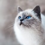 7 Common Myths About Cats