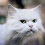 Why Do Cats Seem to Ignore You Sometimes?