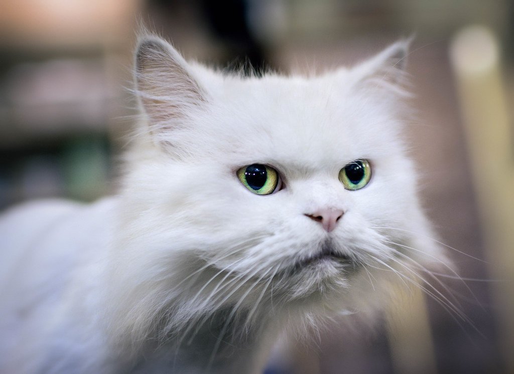 Why Do Cats Seem to Ignore You Sometimes?