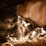 10 Subtle Ways Cats Show Love (That Only True Cat People Notice)