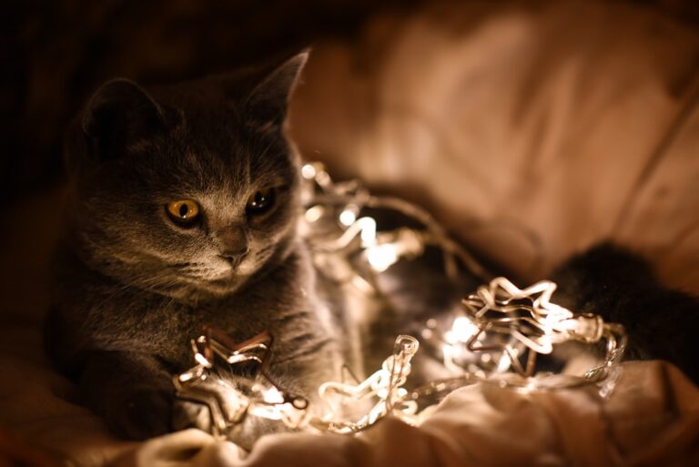 10 Subtle Ways Cats Show Love (That Only True Cat People Notice)