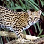 10 Wild Cat Breeds Vets Say You Should Never Keep as Pets