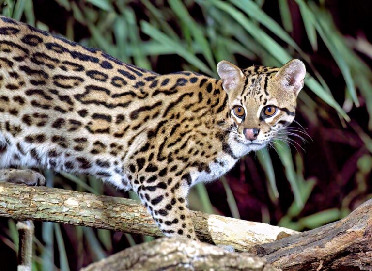 10 Wild Cat Breeds Vets Say You Should Never Keep as Pets