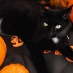 Why Are Black Cats Stigmatized and Considered Bad Luck