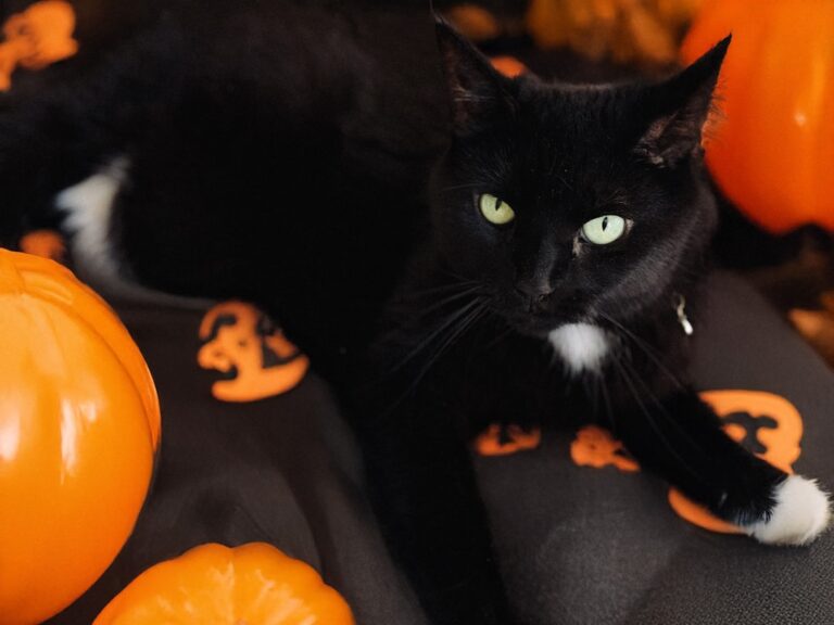 Why Are Black Cats Stigmatized and Considered Bad Luck