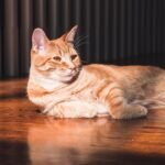 8 Small Things That Mean The World To Your Cat