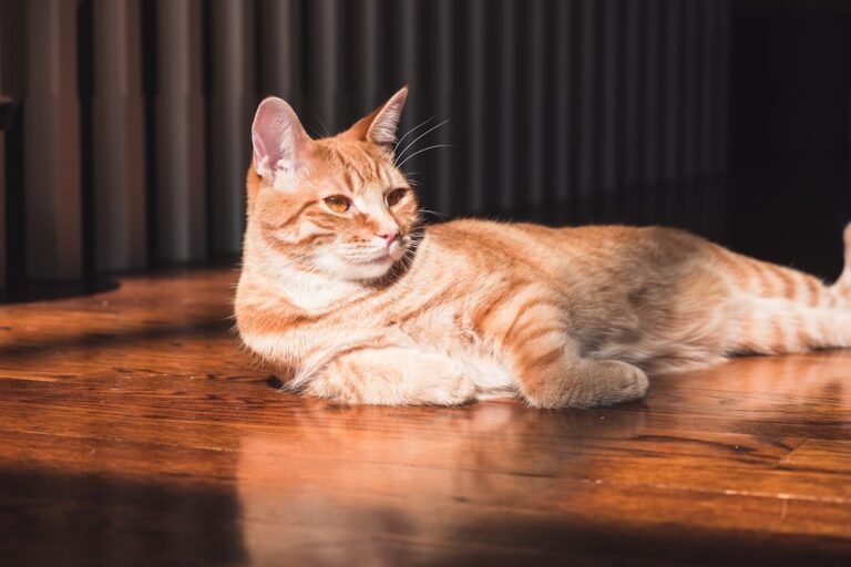8 Small Things That Mean The World To Your Cat
