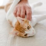 8 Mistakes People Make When Petting a Cat