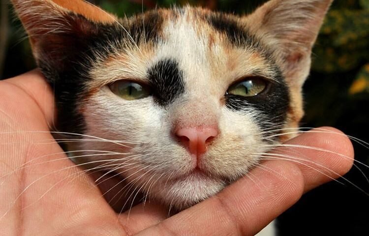 What This Means for You and Your Cat 