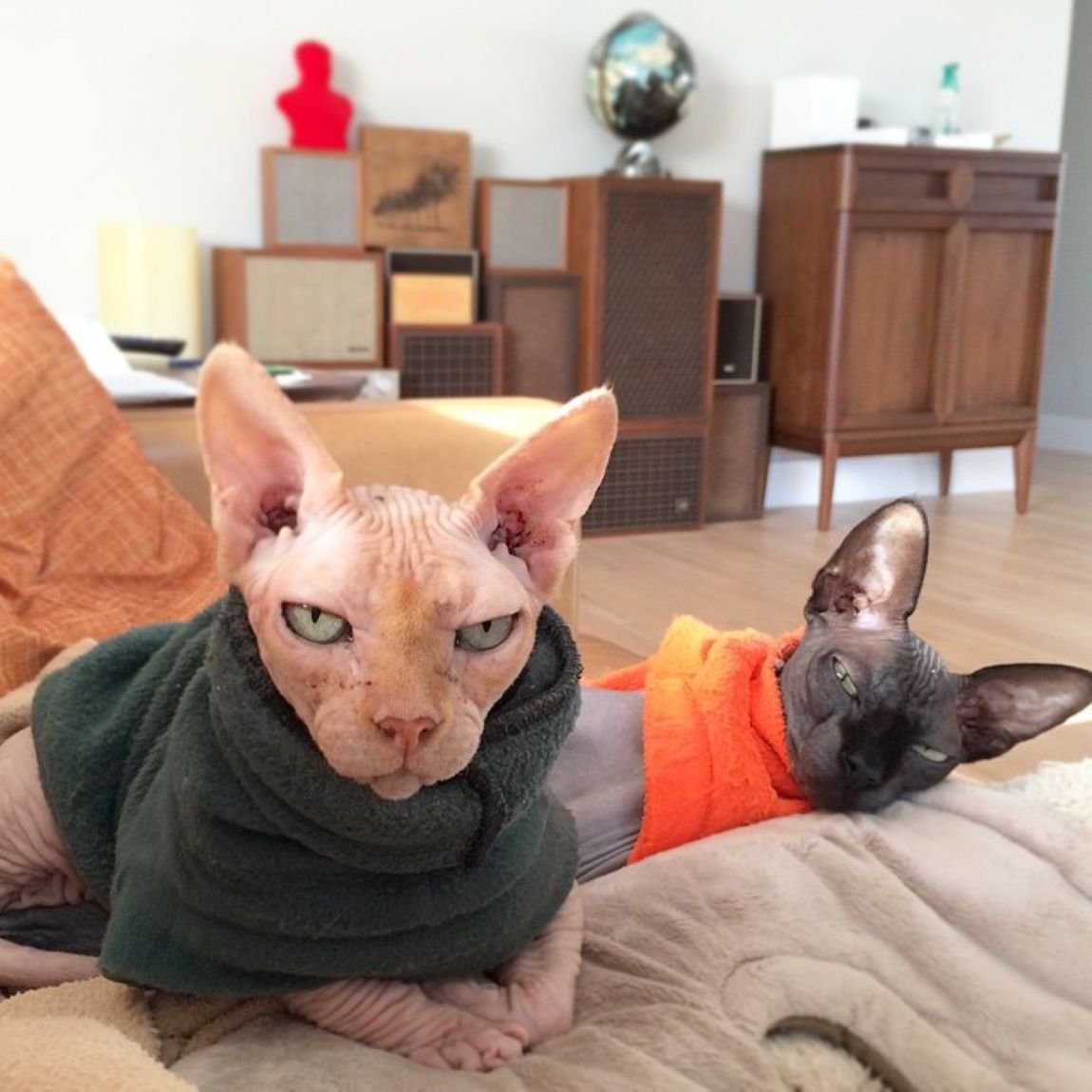 Sphynx Cats - The Ultimate Winter Worriers