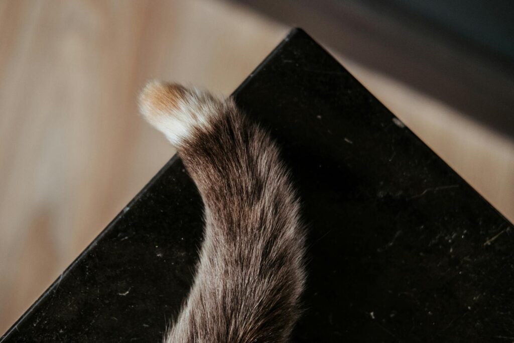 From above of fluffy tail of domestic cat on black marble table at home