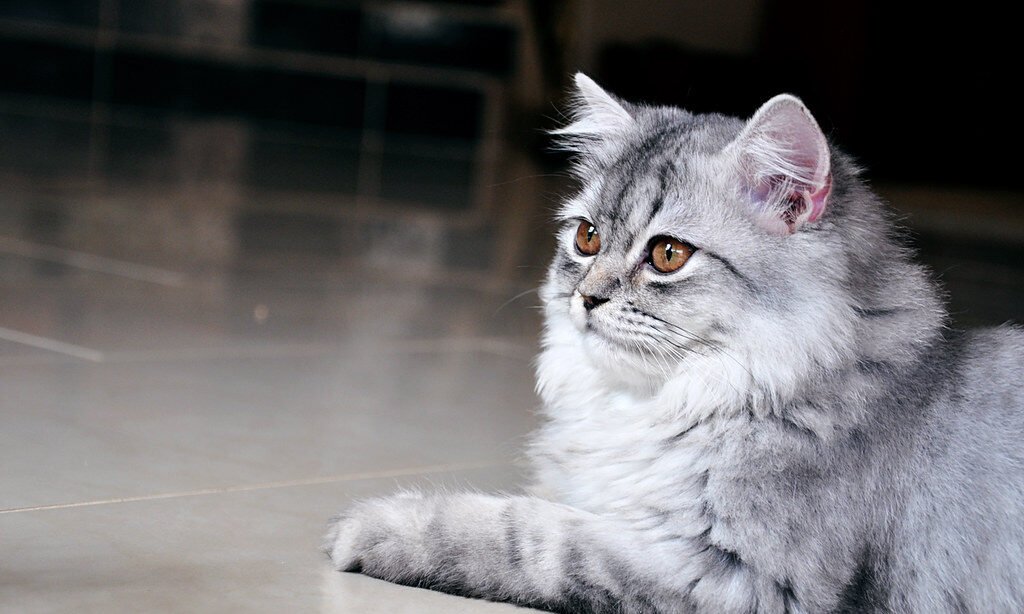 When Wall Staring Signals Trouble