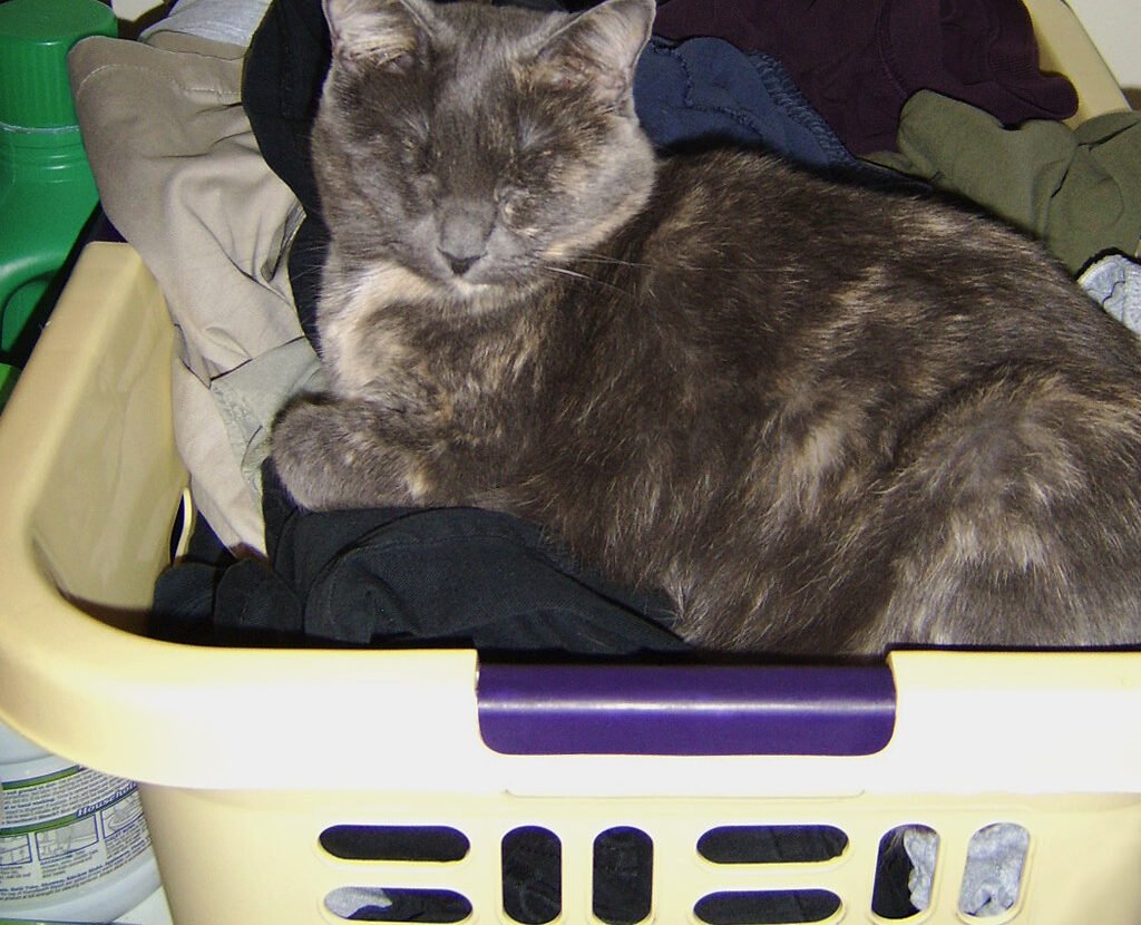 The Curiosity and Novelty Factor