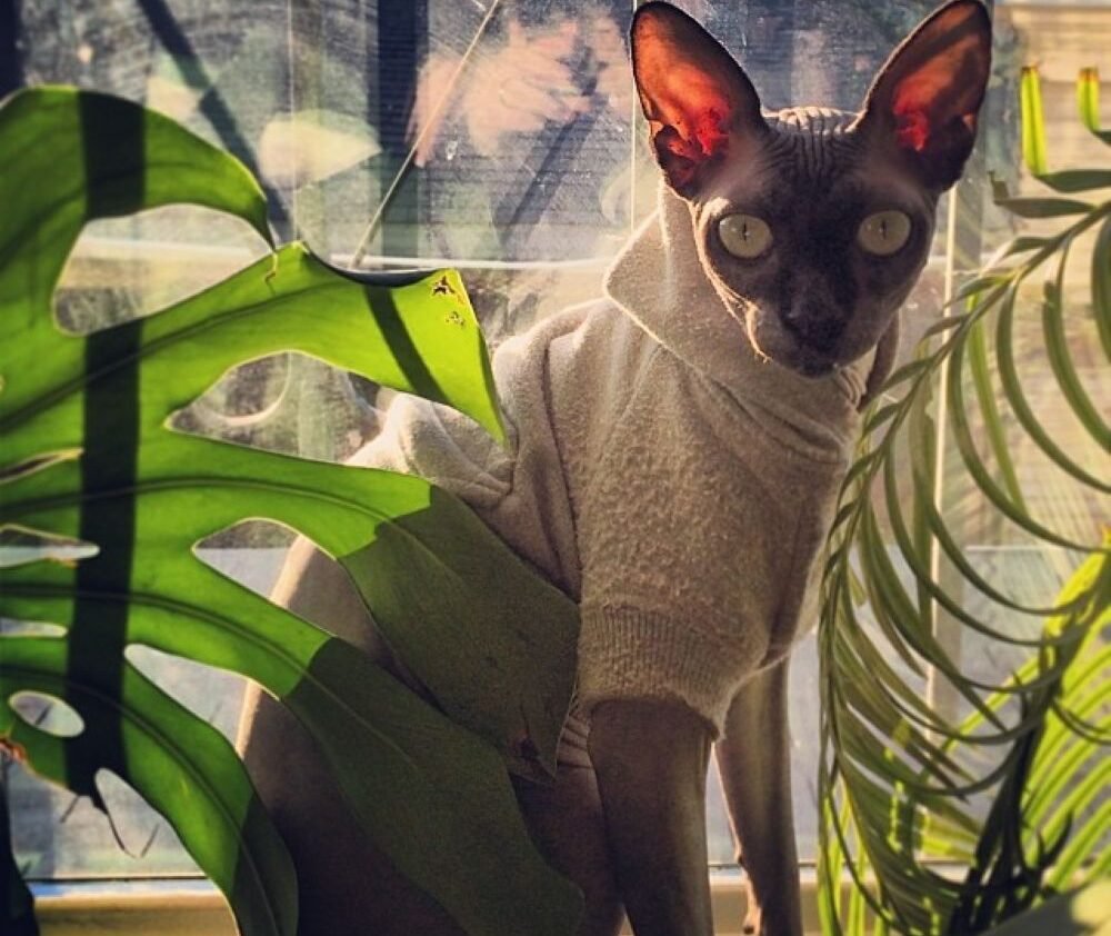 Which Cats Need Extra Winter Protection