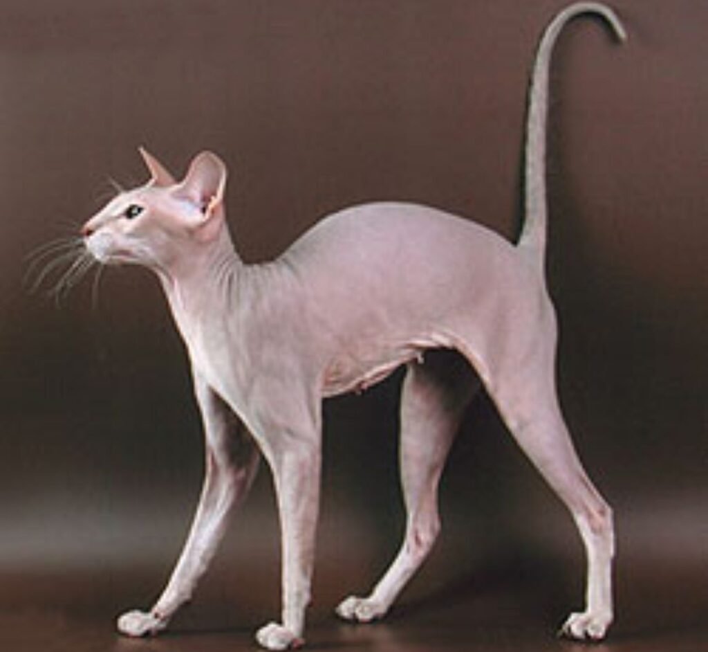 Peterbald - Russia's Hairless Wonder