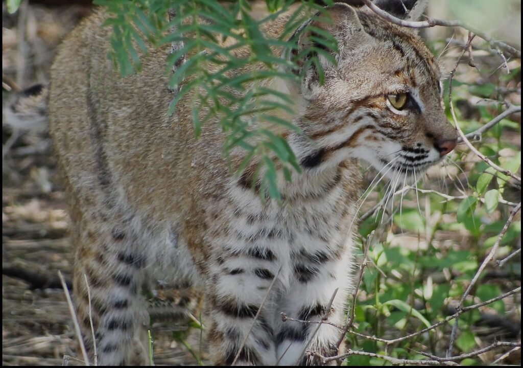 North Carolina: Appalachian Stronghold 