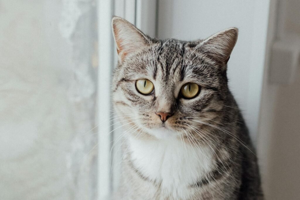Adorable domestic cat with striking eyes sitting by a window, looking curious and attentive.