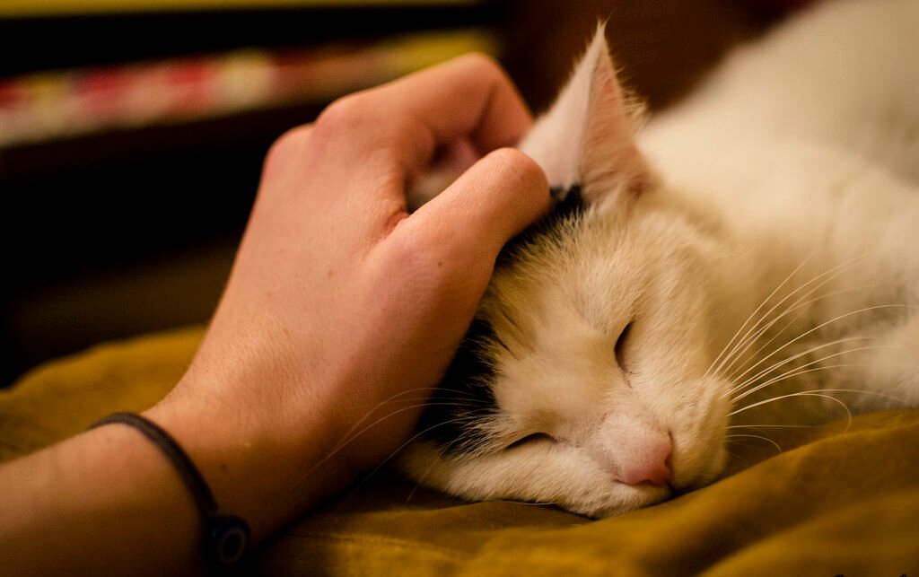 Changes in Sleeping Locations Can Signal Health Issues