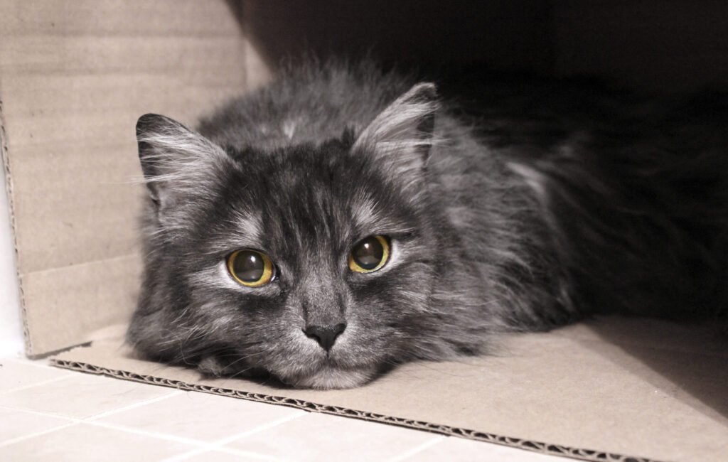 Dilated Pupils: The Emotional Intensity Signal