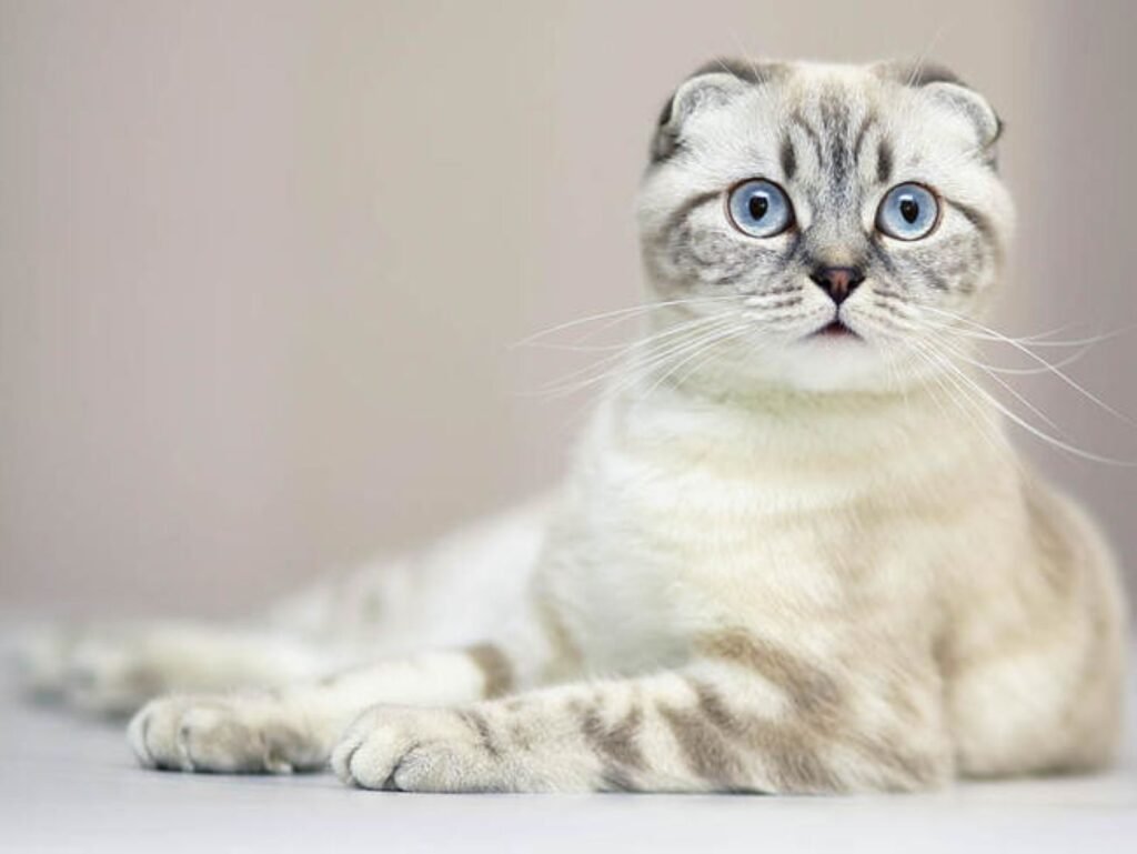 scottish fold cat