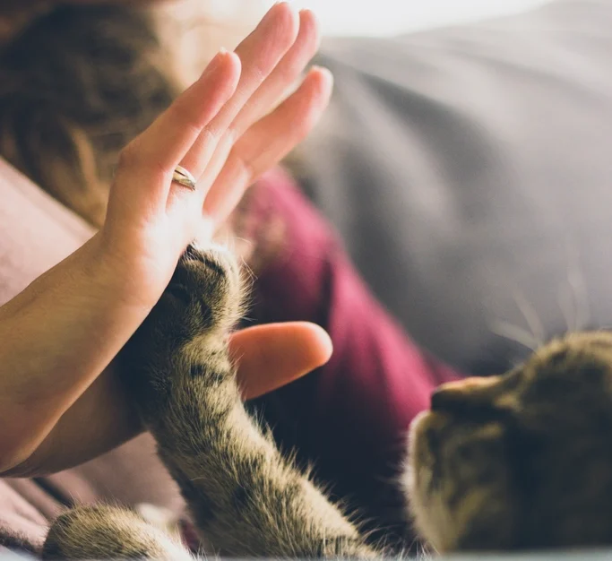 Territory Marking and Claiming Ownership