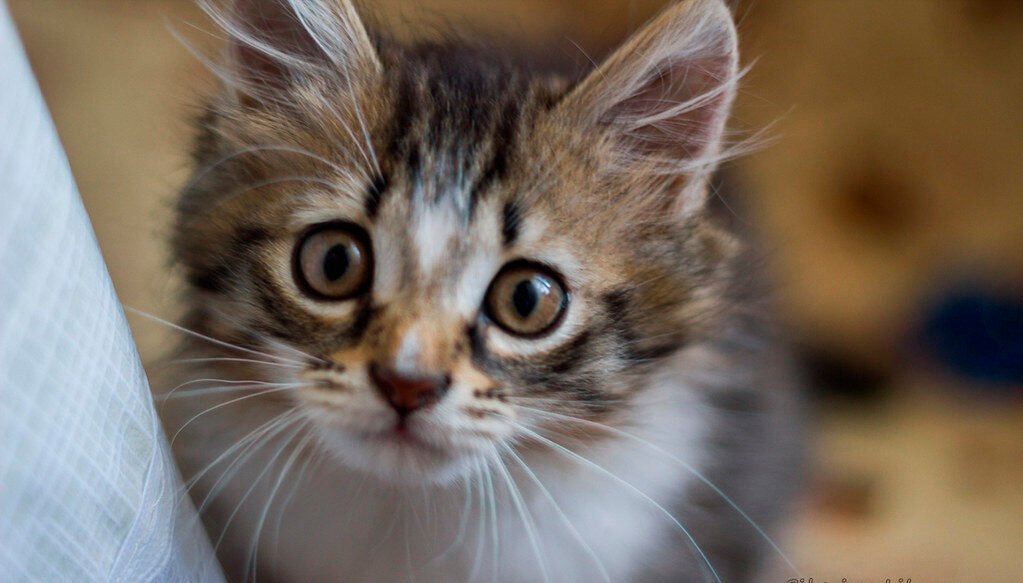 They Integrate Visual and Auditory Emotional Signals