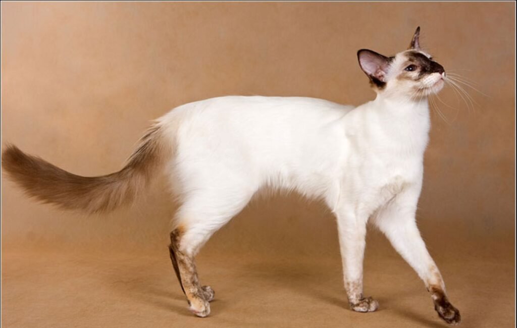 Balinese: The Elegant Athlete