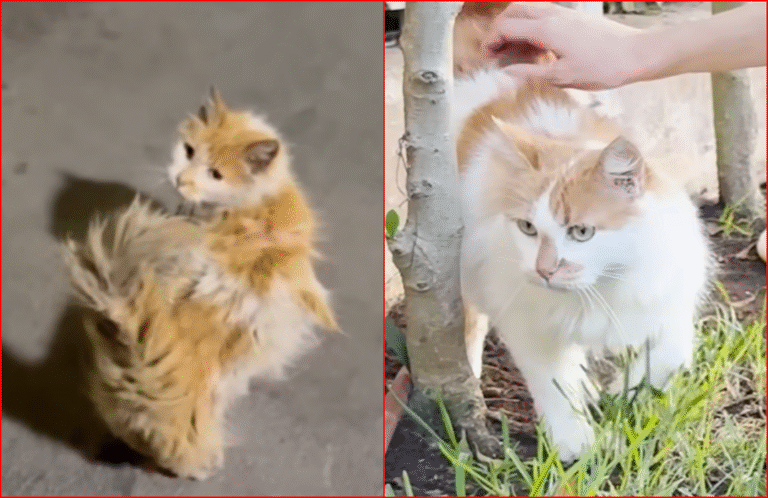 Matted Stray Cat Rescued by Tourist Gets A Complete Makeover