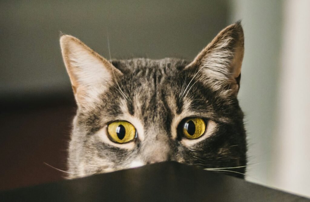 Your Cat Might Be a Bored Genius 